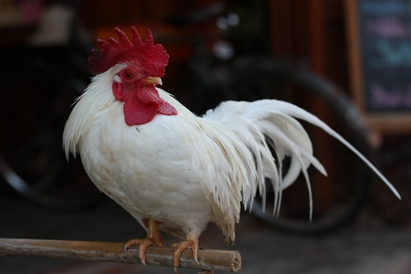 white bantam on wood logの写真素材