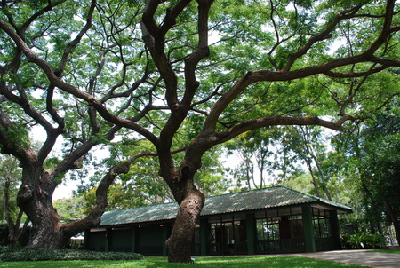 Greenery home background.の写真素材