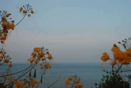 yellow flowerの写真素材