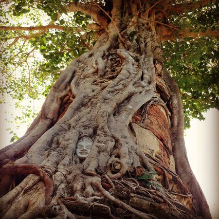 Big Treeの写真素材