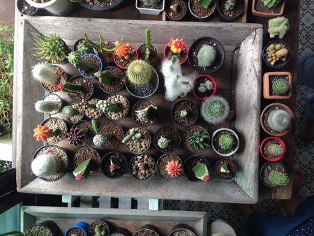 cactus flower background.の写真素材