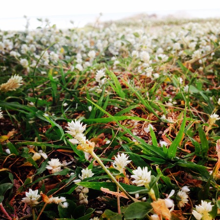 Tiny flowersの写真素材