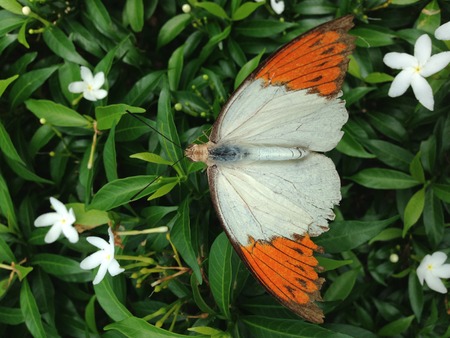 Butterflyの写真素材