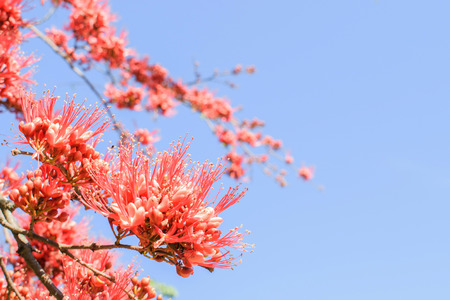 Monkey Flower Tree, Fire of Pakistan with blue skyの写真素材