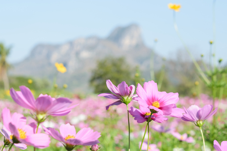 Colorful cosmos flowers with sunshine and mountain for backgroundの写真素材