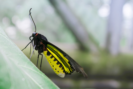 The Golden Birdwing butterfly in greenhouseの写真素材