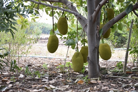 Jack-fruits on tree