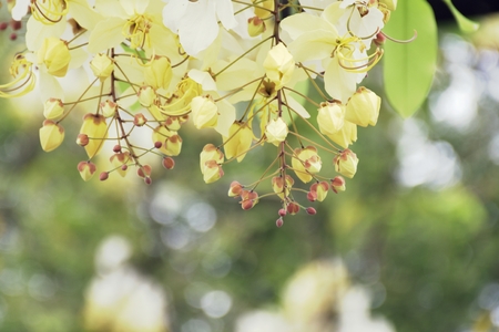 White Rainbow Shower Tree flowers for background with soft focusの写真素材