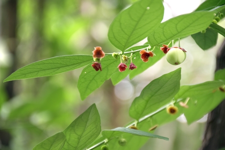 Star gooseberry, Sauropus androgynusの写真素材