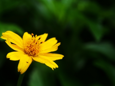 yellow flower in dark green の写真素材