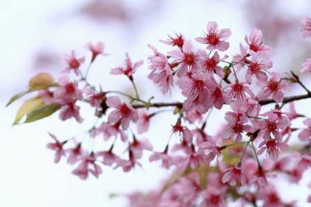 Sakura in Thailand.