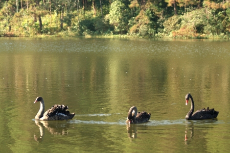 Black Swanの写真素材