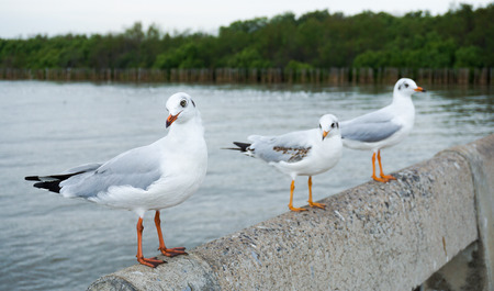 seagull, single, sky, soar, soaring, spread, standing, sun, sunny, water, white, wild, wildlife, wind, wing, wingsの写真素材