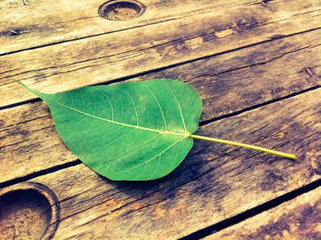 Green leave on the wooden の素材