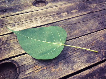 Green leave on the wooden の素材