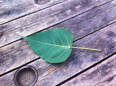 Green leave on the wooden の素材