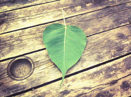 Green leave on the wooden backgroundの素材