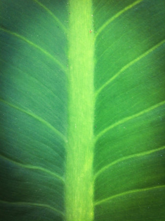 Leave backgroundの素材