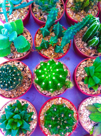 Cactus