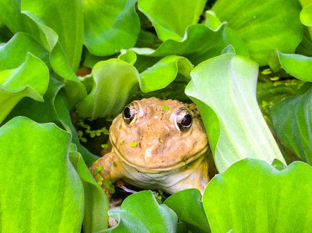 Frog in the water