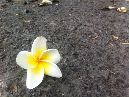 Beautiful flower on the groundの素材