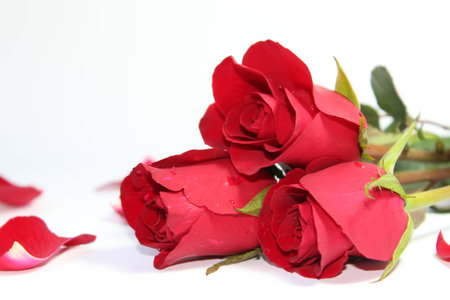 red rose on the backgroundの写真素材