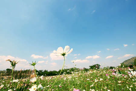 cosmos flowers in the garden with blue sky background in vintage style soft focus.の写真素材