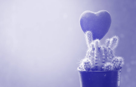 Red heart in the cactus flowerpot,for valentine day cardの写真素材
