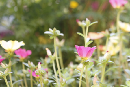 Portulaca oleracea flower in the garden, selective focusの写真素材