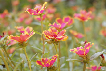Portulaca oleracea flowers blooming in the garden.の写真素材