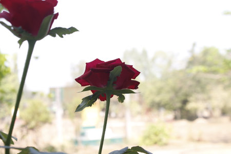 Red rose in the garden with nature background, valentine conceptの写真素材