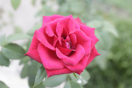 Red rose in the garden, Roses are beautiful with a beautiful sunny day.の写真素材