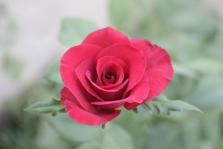 Red rose in the garden, valentine's day background.の写真素材
