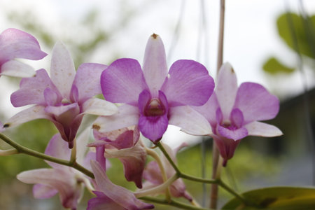Purple Dendrobium orchids in the garden.の写真素材