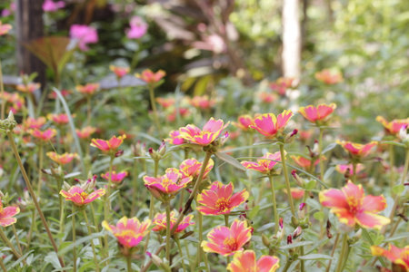 Beautiful flowers in the garden, Pusleyia purslane