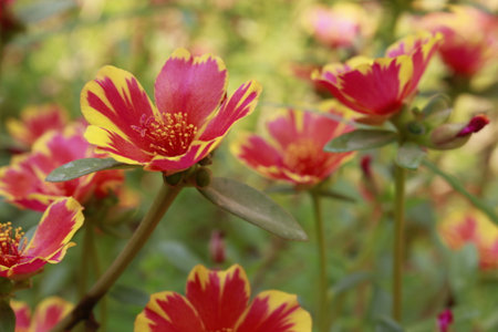 Portulaca oleracea, Pigweed or Little Hogweedの写真素材