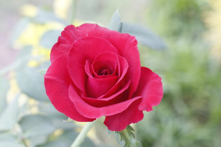 Red rose in the garden, shallow depth of field, soft focusの写真素材