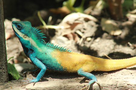 Blue Agama on the ground in the garden. Blue agama on the ground.の写真素材