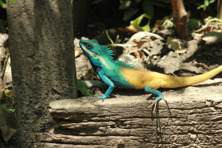 Blue-and-yellow Agama Lizard (Lacerta agama)