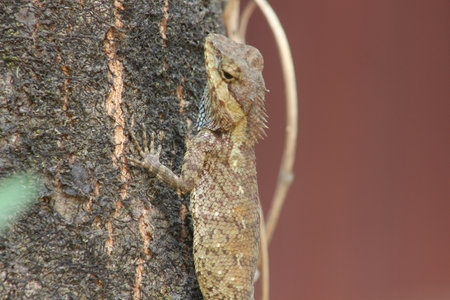 Close up of a lizard on a tree in the forest of Thailandの写真素材