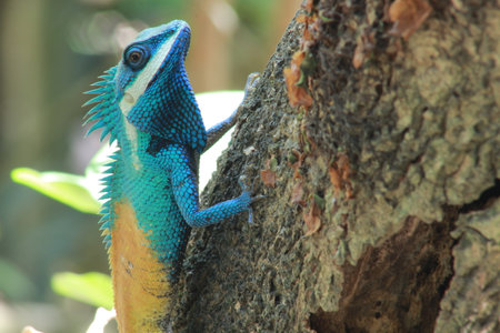 Blue lizard on a tree in the forest. Wildlife scene from nature.の写真素材