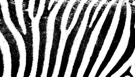 Zebra skin background.のイラスト素材