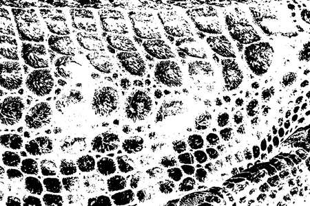 Distress crocodile skin grunge texture. Black and white background.のイラスト素材