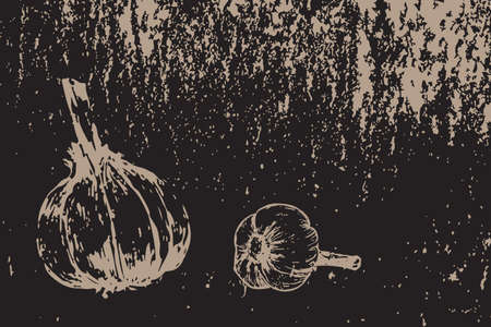 garlic on white background, black and cream.のイラスト素材