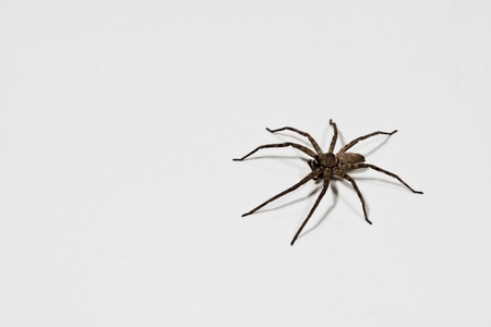 Spider in My Office