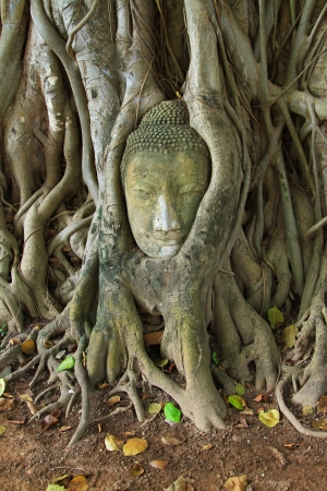 Head of sandstone Buddha in the tree roots at Wat Mahathat temple, Ayutthaya, Thailandの写真素材