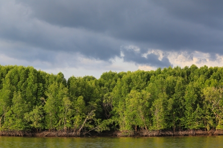 Mangrove forestの写真素材