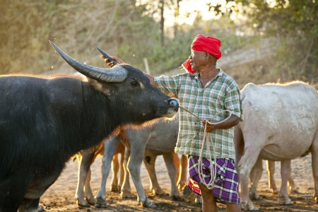 Nakhon Si Thammarat, Thailand - MARCH 25, 2010: A farmer leads his castle herds back to the corral. The corral is located 20 miles north of the city. のeditorial素材