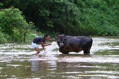 Chawang, Nakhon Si Thammarat, Thailand - August 22, 2010: An unidentified man bathes his cow in a local river located about 35 miles away from Nakhon Si Thammarat, Thailand.のeditorial素材