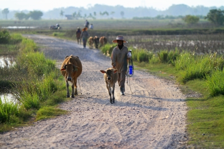 Nakhon Si Thammarat, Thailand - FEBRUARY 18, 2011 : Local farmers lead a herd of cows down the road.のeditorial素材
